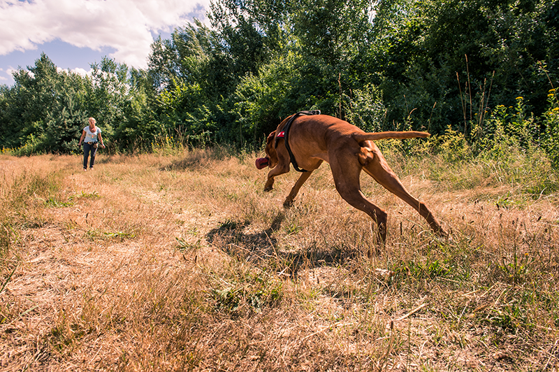 Ines-Scheuer-Dinger-Coaching-Jagdhunde-Projekt-Freilauf