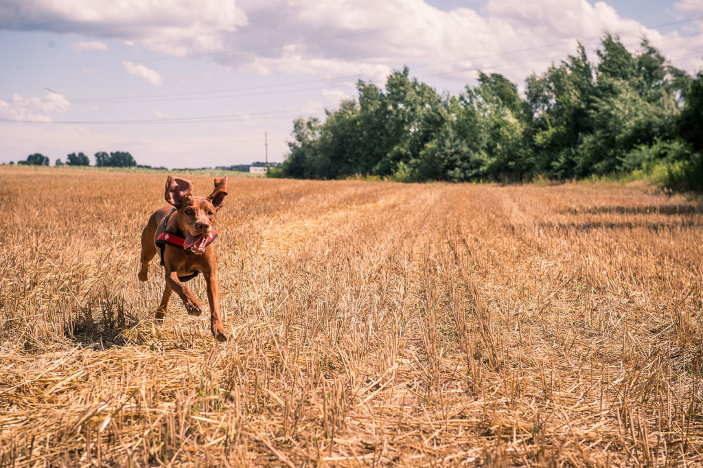 Ines-Scheuer-Dinger-Coaching-JagdhundeHead