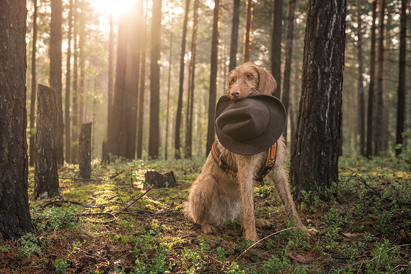 Ines-Scheuer-Dinger-Coaching-Jagdhunde-Trainerweiterbildung