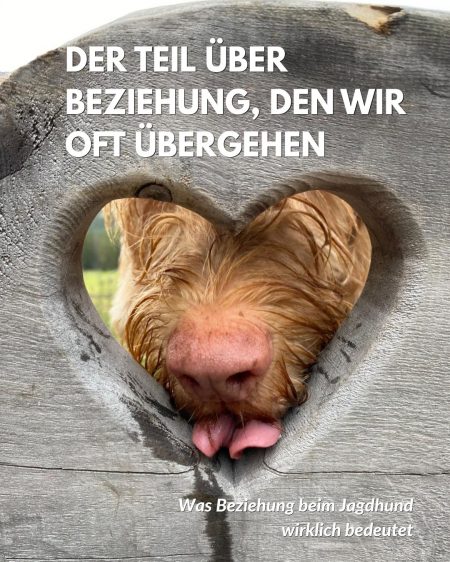 Beziehung beim Jagdhund