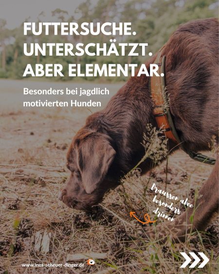 Futtersuche
