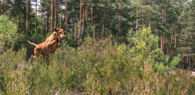 Ines-Scheuer-Dinger-Coaching-Jagdhunde-Head2