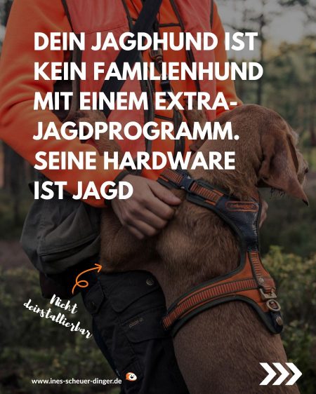 Jagdhund ist kein familienhund