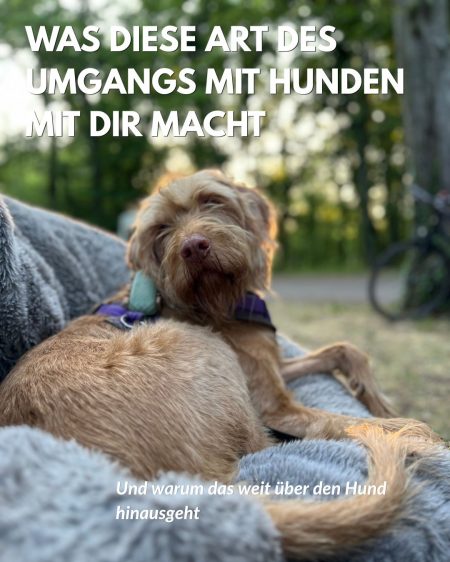 Umgang mit Hunden für Dich